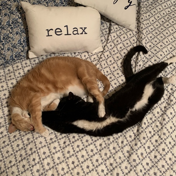 Meet your Posher, Joy - Picture 12 of 15